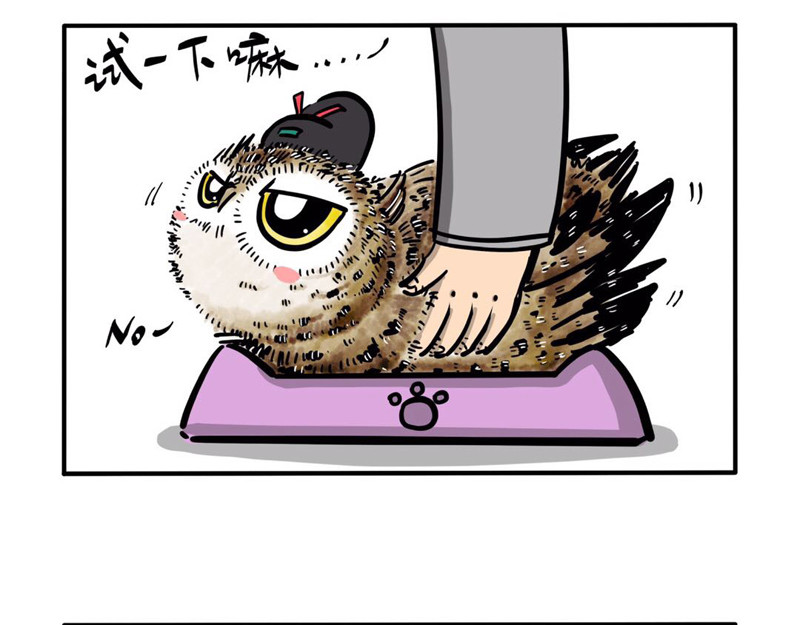 猫头鹰睡不着 屎的问题 第5页