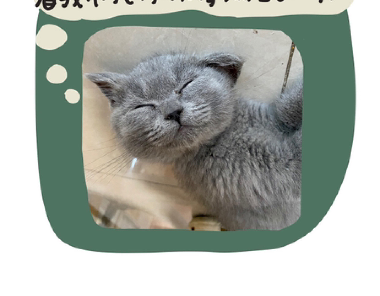 脑内小光球 我家胖虎之家有馋猫 第15页