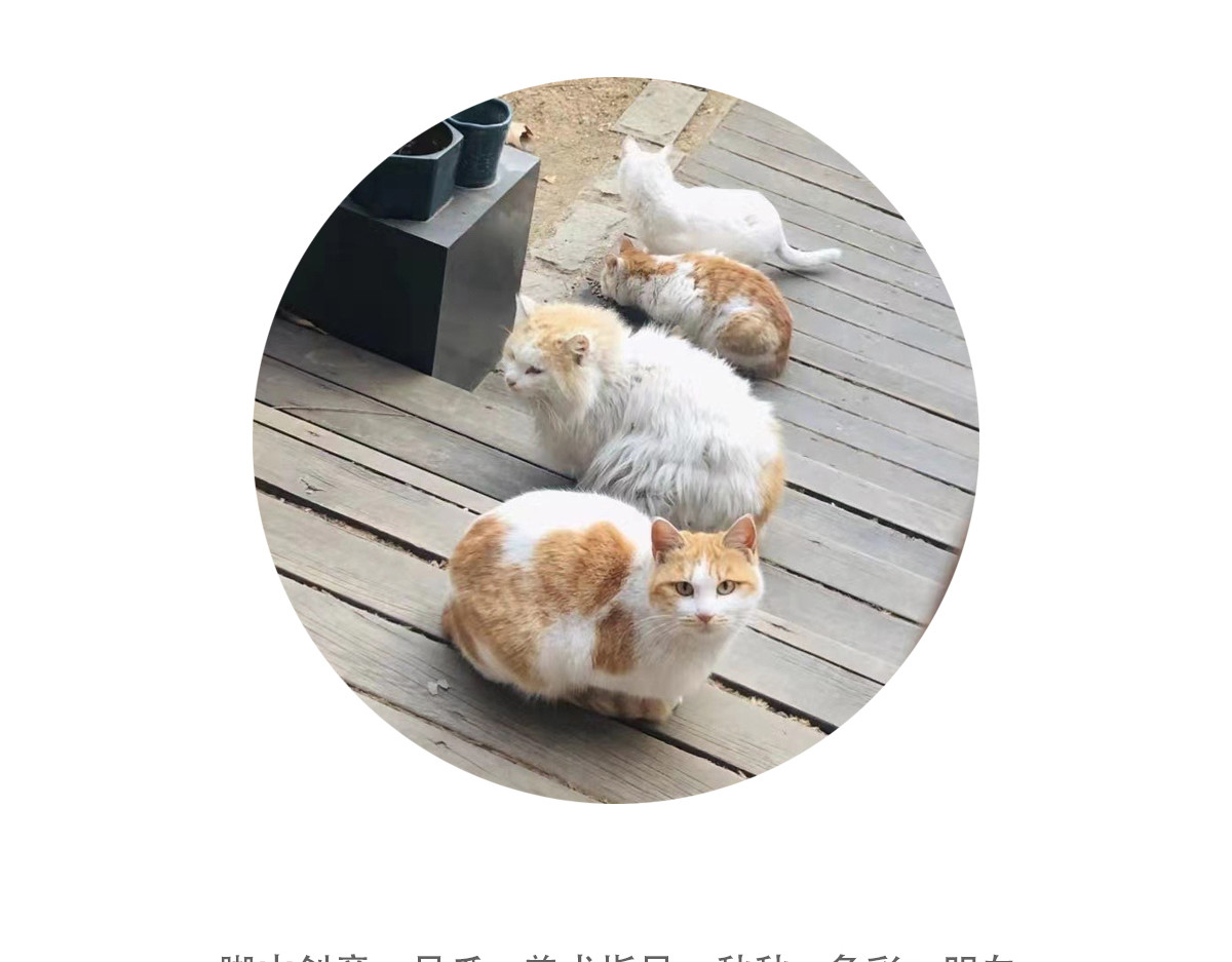 咸鱼妹的素食100天 素食陷阱 第13页