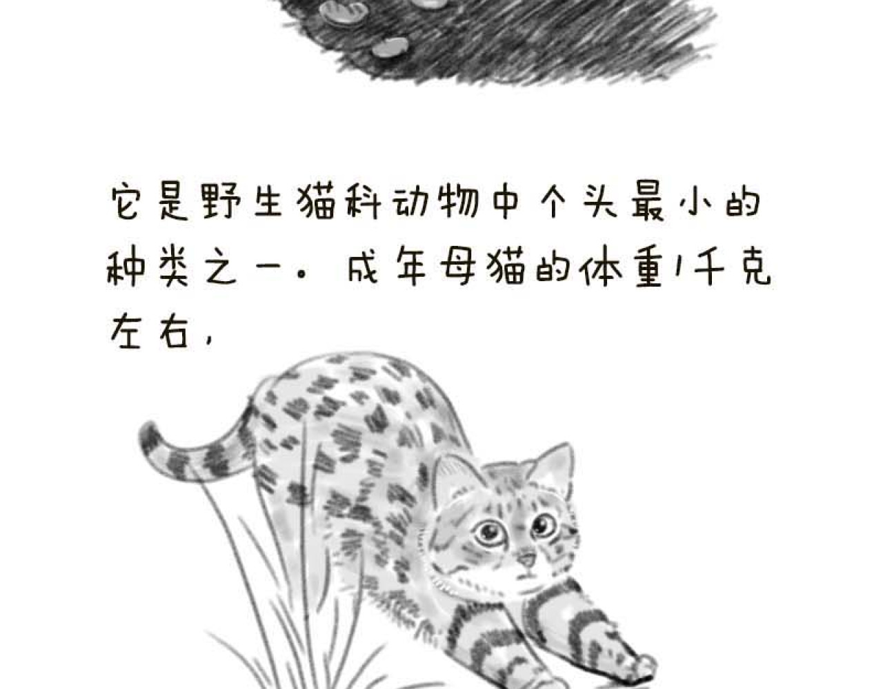 动物为什么这么可爱？ 第2页
