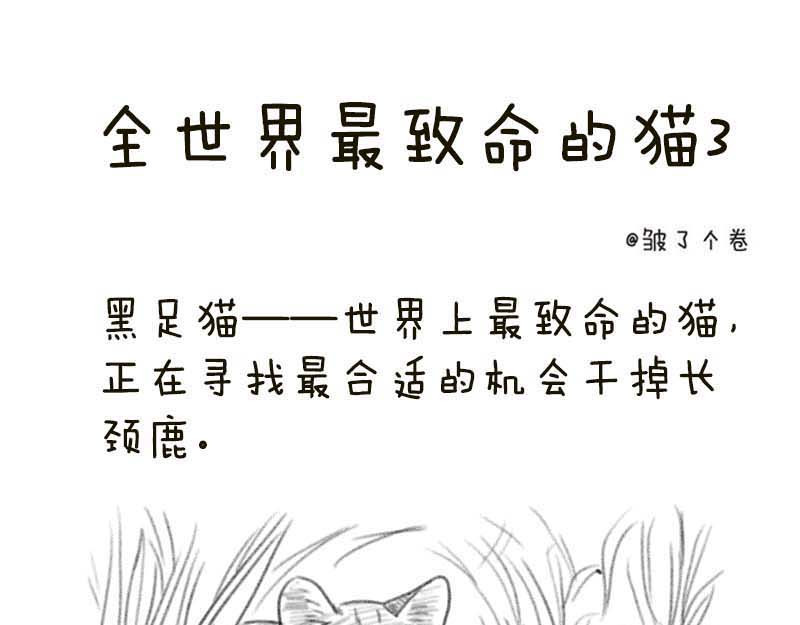 动物为什么这么可爱？ 世界上最致命的猫2 第1页