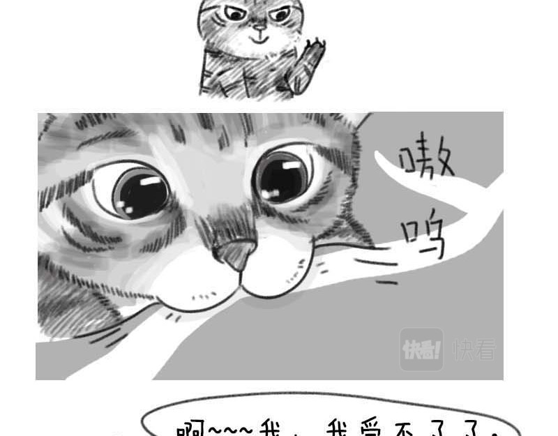 动物为什么这么可爱？ 世界上最致命的猫2 第14页