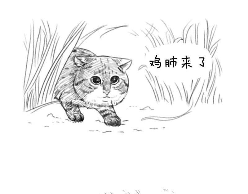 动物为什么这么可爱？ 世界上最致命的猫2 第7页