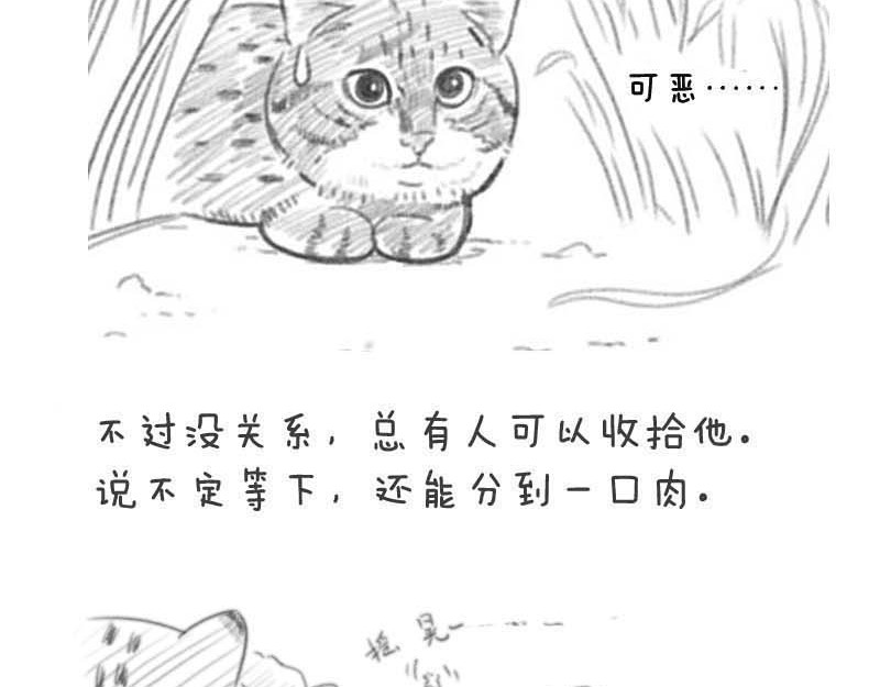 动物为什么这么可爱？ 世界上最致命的猫3 第2页