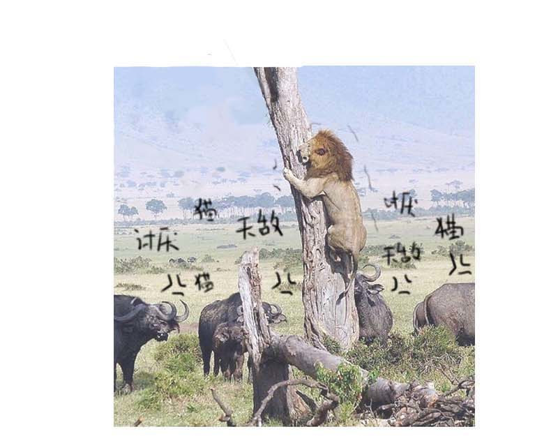 动物为什么这么可爱？ 世界上最致命的猫3 第29页