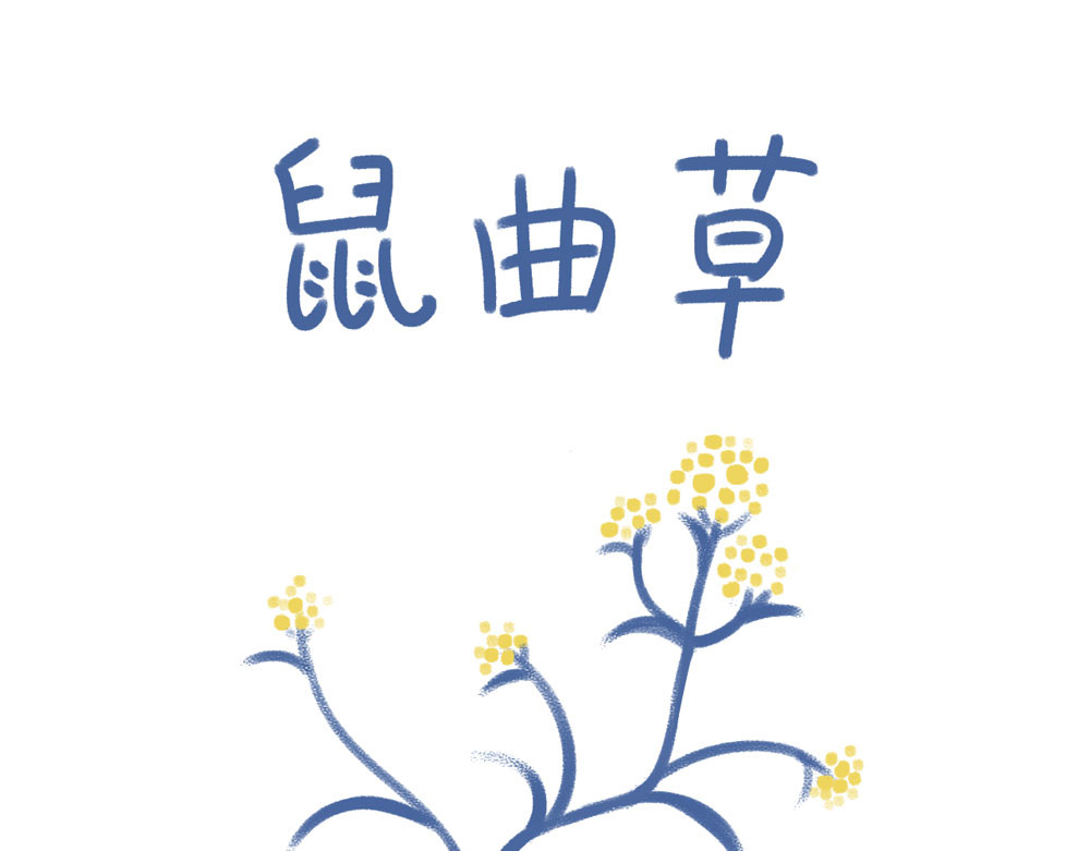 未来总会有惊喜 05鼠曲草 第1页