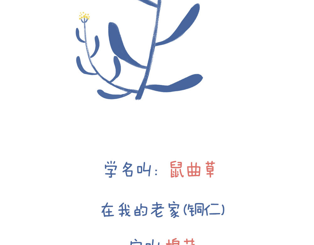 未来总会有惊喜 05鼠曲草 第4页